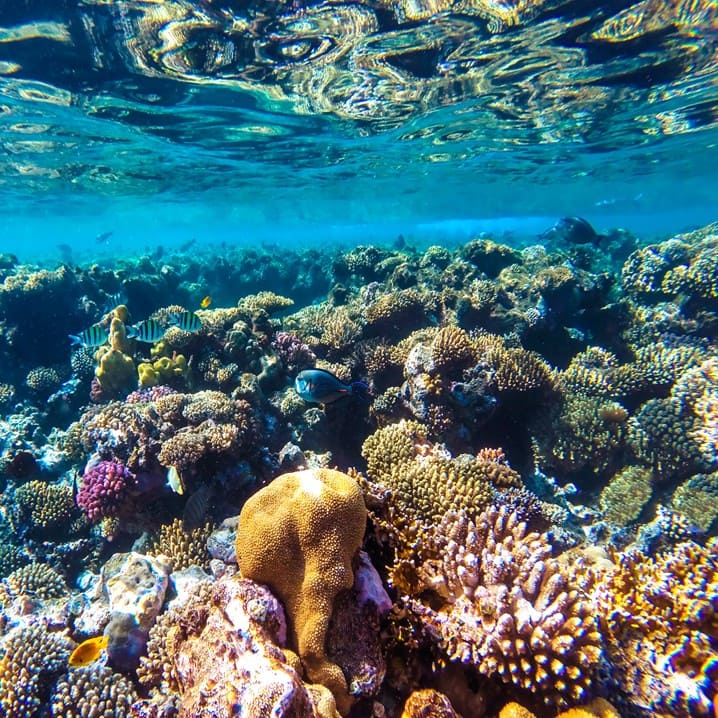 Cielo Cozumel VIP Tour + Beach Club